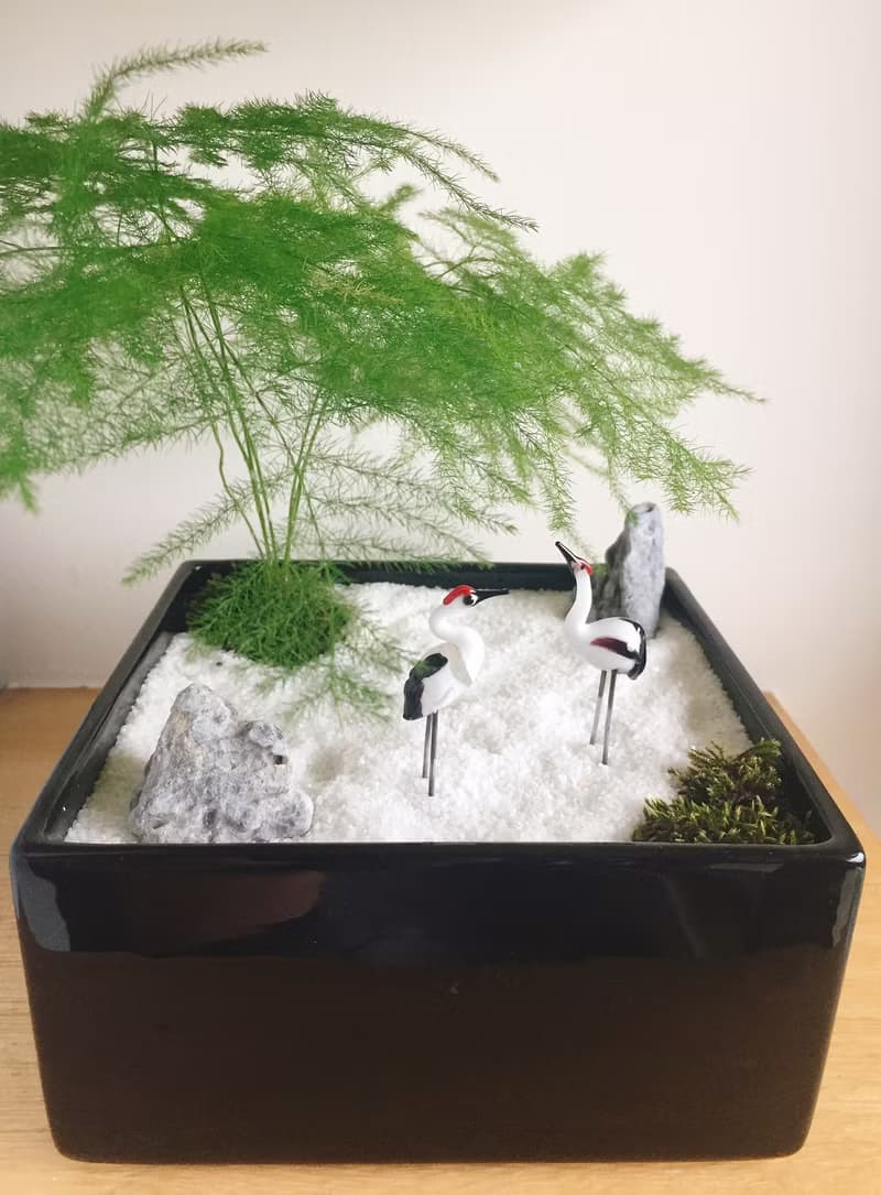 純自然 日式禪庭盆栽 禪 紅頂鶴 枯山水 植物  盆栽 zen