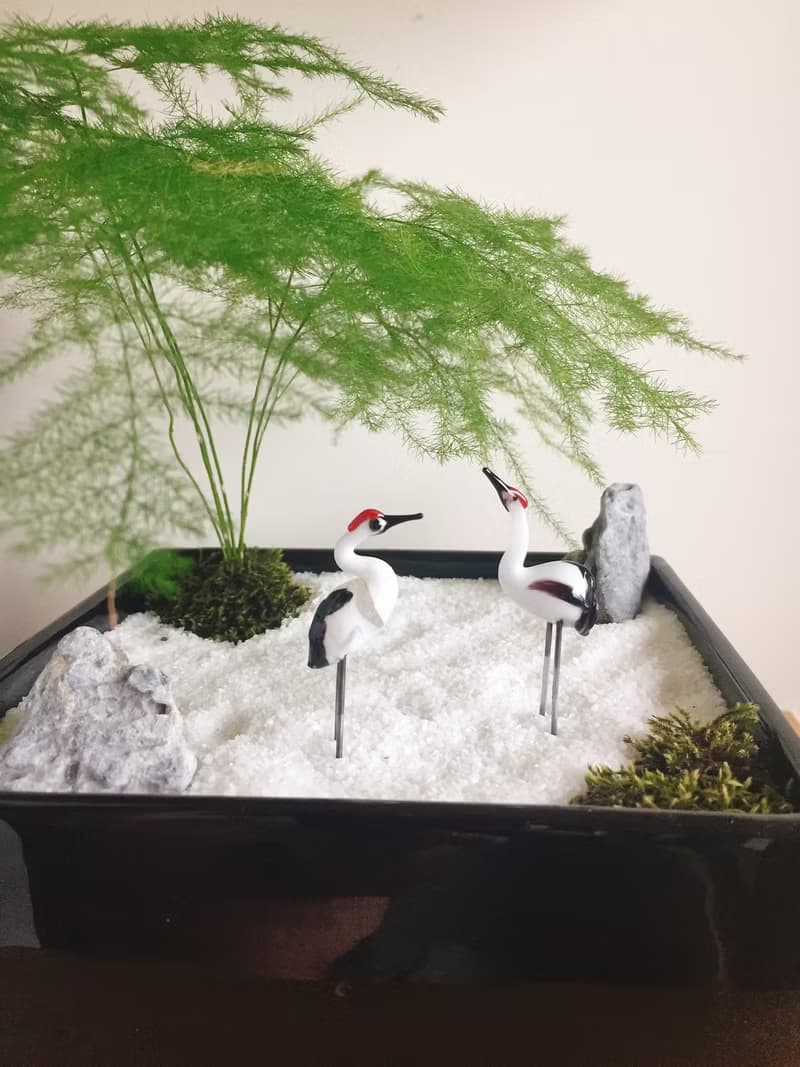 純自然 日式禪庭盆栽 禪 紅頂鶴 枯山水 植物  盆栽 zen