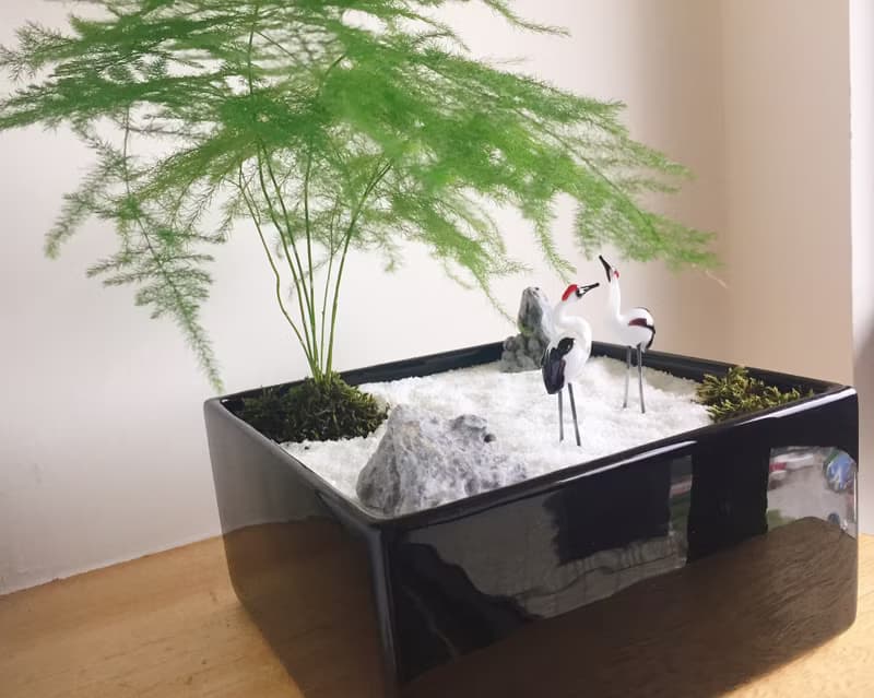 純自然 日式禪庭盆栽 禪 紅頂鶴 枯山水 植物  盆栽 zen