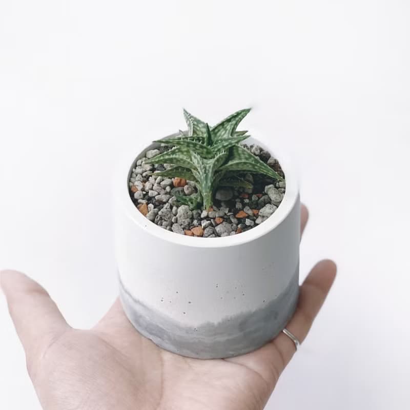 (現貨) 墨黑系列 | 第可蘆薈 圓形水泥多肉植栽