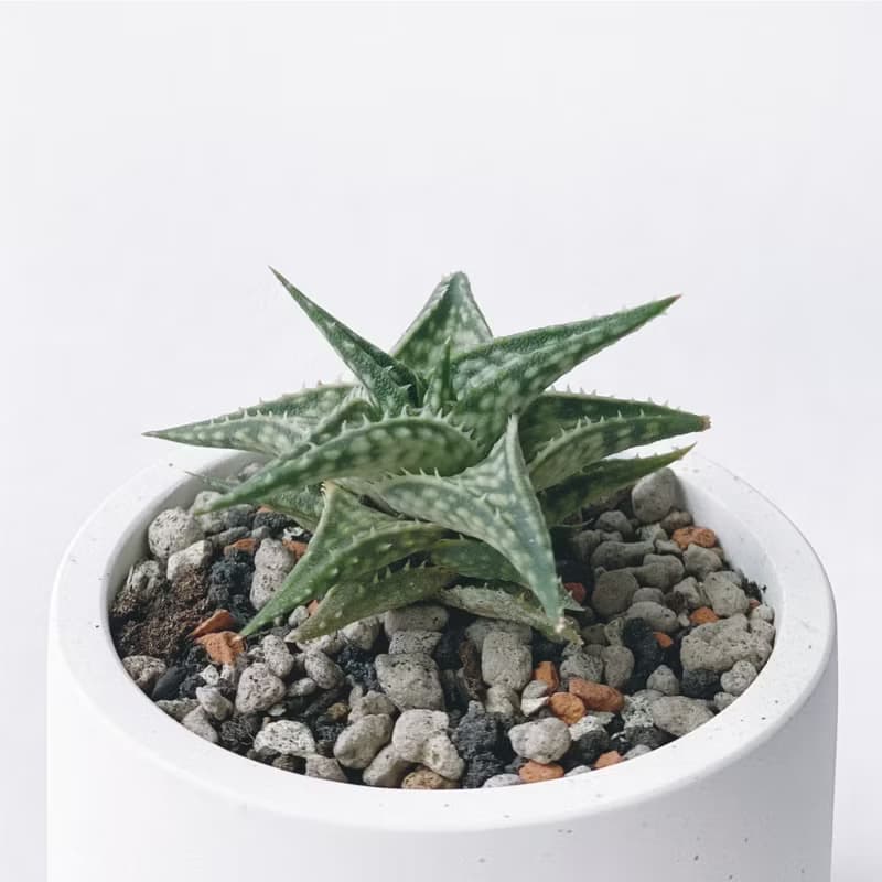 (現貨) 墨黑系列 | 第可蘆薈 圓形水泥多肉植栽