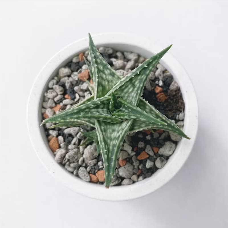 (現貨) 墨黑系列 | 第可蘆薈 圓形水泥多肉植栽