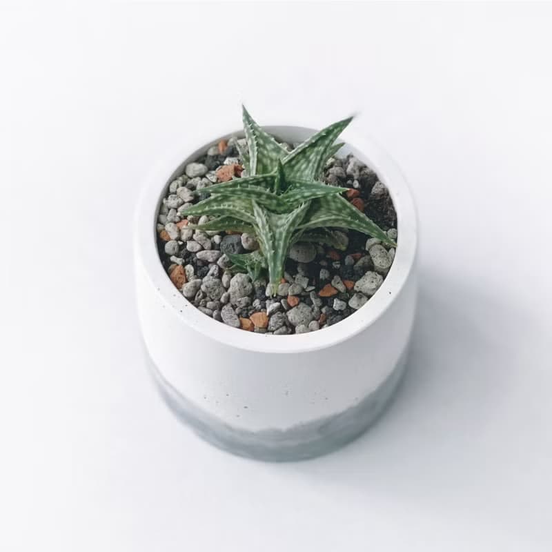 (現貨) 墨黑系列 | 第可蘆薈 圓形水泥多肉植栽