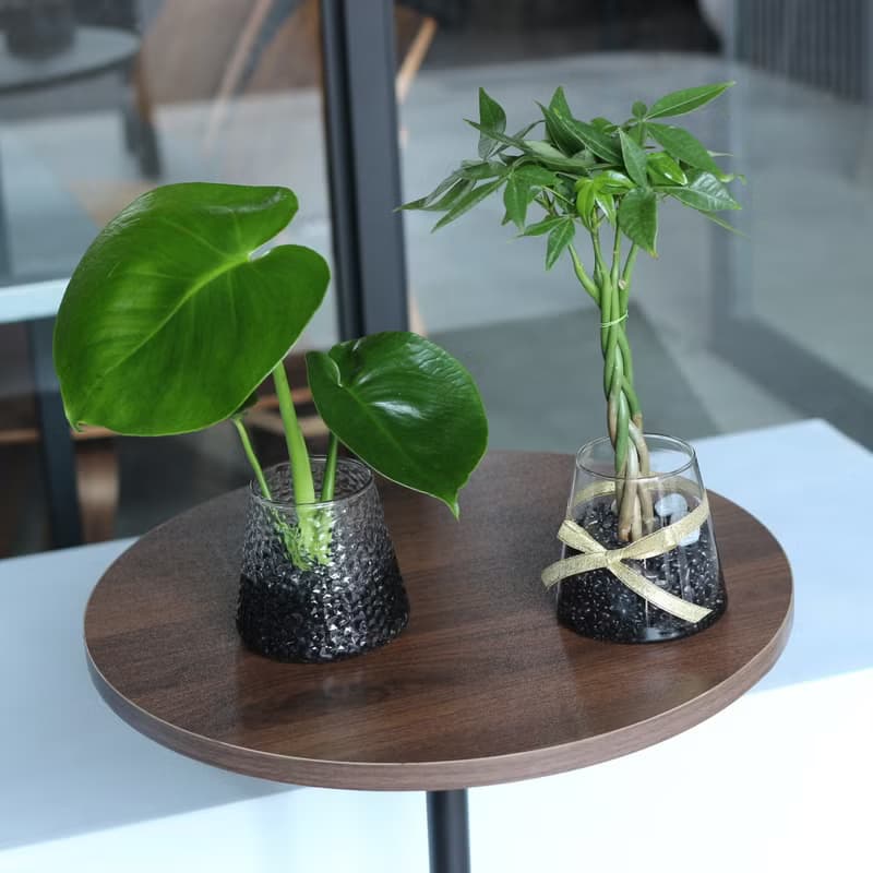 水培植栽│2024慶新年 小龜背芋_室內植物 辦公室盆栽 植栽盆栽