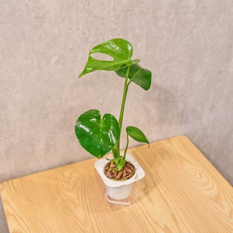 龜背芋 免澆水方形盆栽 室內植物 觀葉植物 禮物 盆栽 辦公室小物