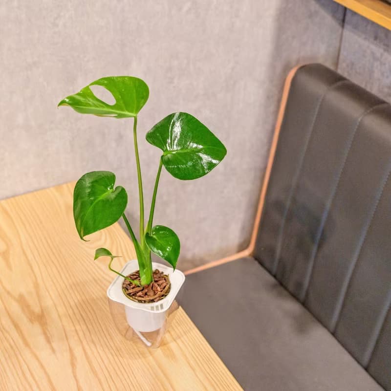 龜背芋 免澆水方形盆栽 室內植物 觀葉植物 禮物 盆栽 辦公室小物