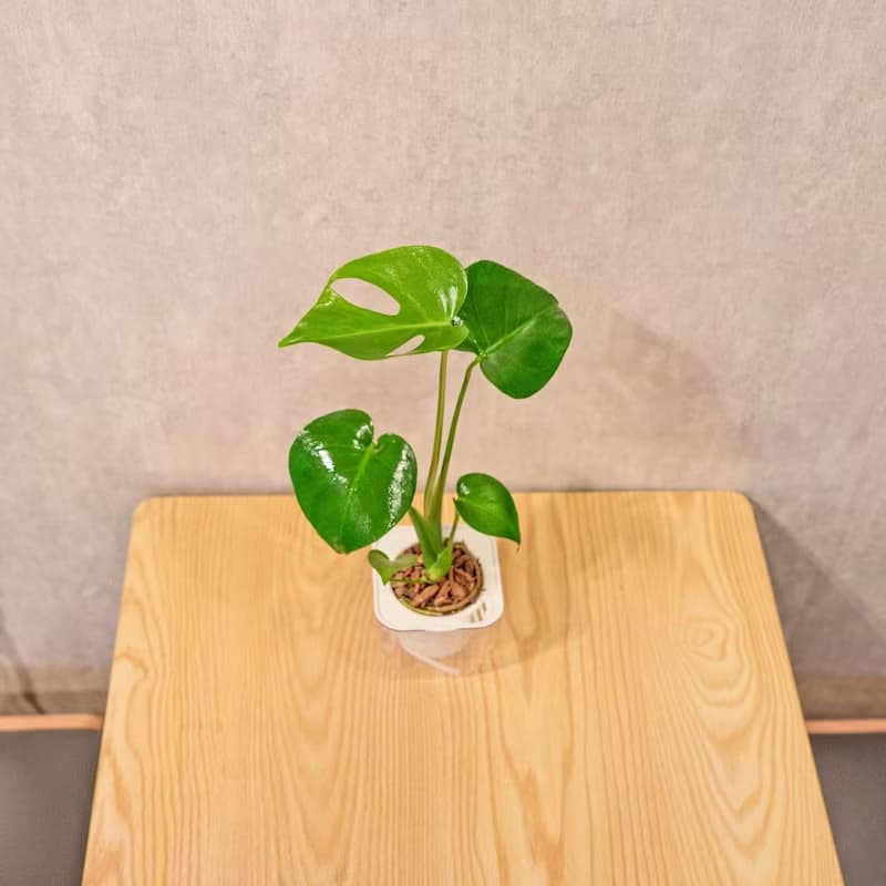 龜背芋 免澆水方形盆栽 室內植物 觀葉植物 禮物 盆栽 辦公室小物