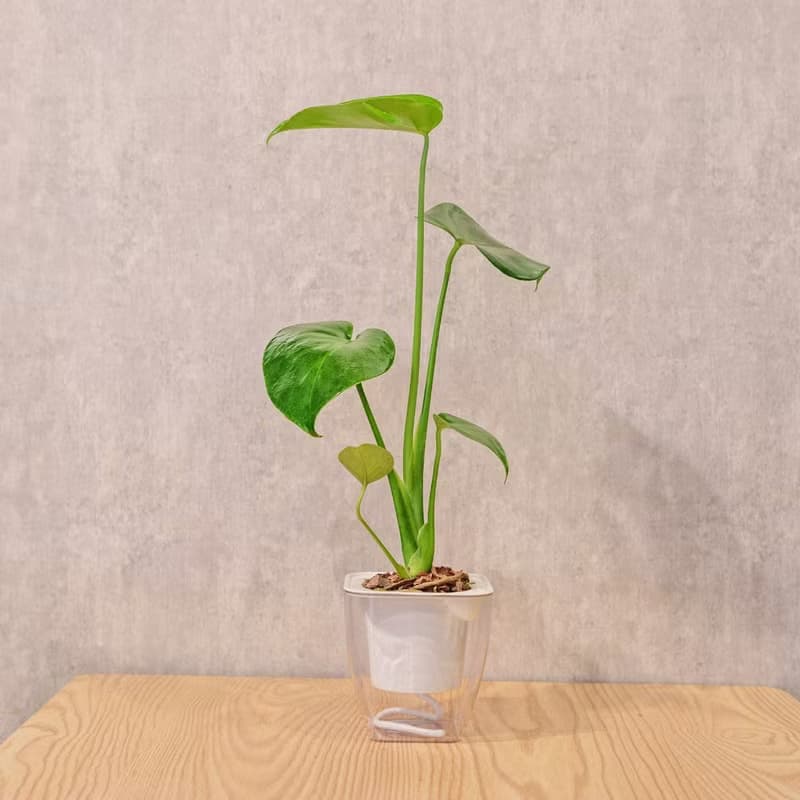 龜背芋 免澆水方形盆栽 室內植物 觀葉植物 禮物 盆栽 辦公室小物