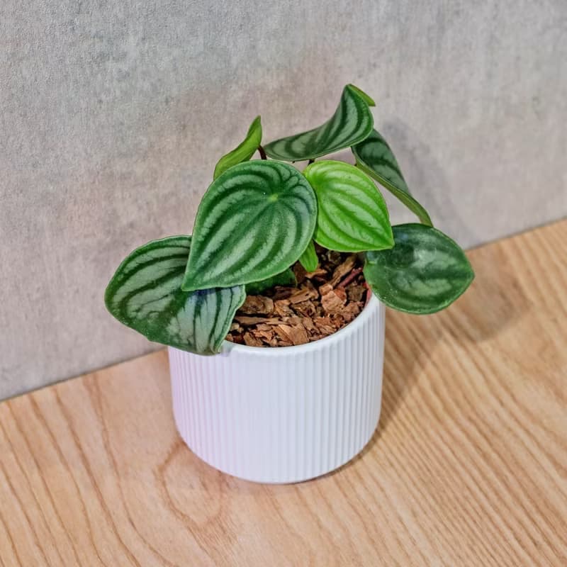 西瓜皮椒草 莫蘭迪色系直紋陶盆 室內植物 觀葉植物 禮物 盆栽