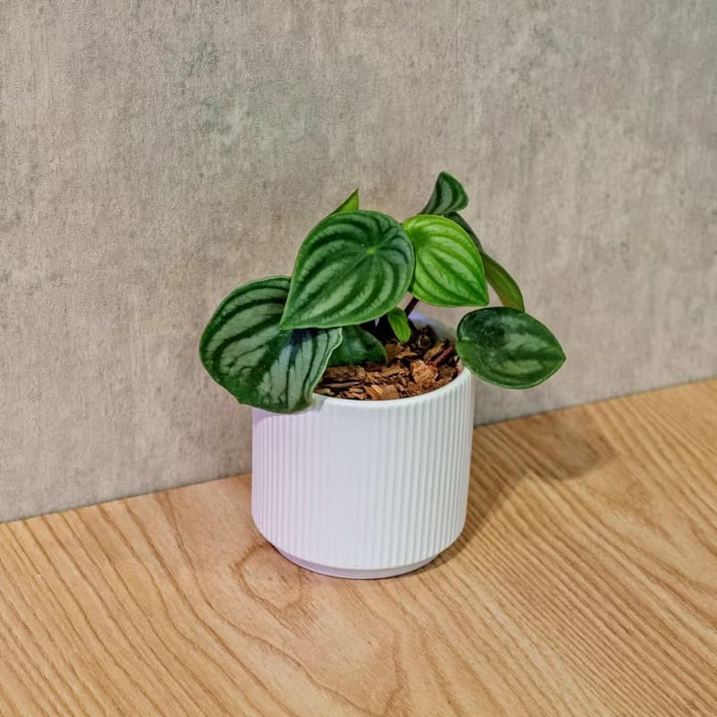 西瓜皮椒草 莫蘭迪色系直紋陶盆 室內植物 觀葉植物 禮物 盆栽