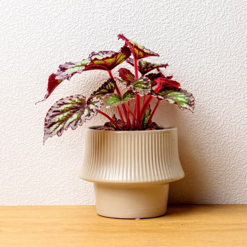 煙火海棠 現代感直線陶瓷盆米白色 桌上型盆栽 觀葉植物 禮物