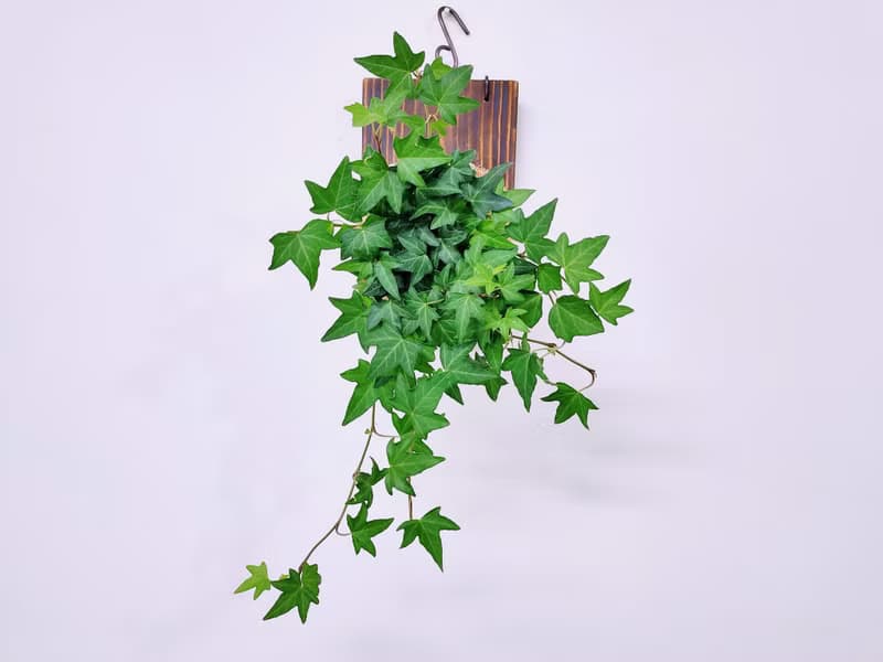 蔓綠常春藤苔球│板植│室內植物│窗邊植物│觀葉植物