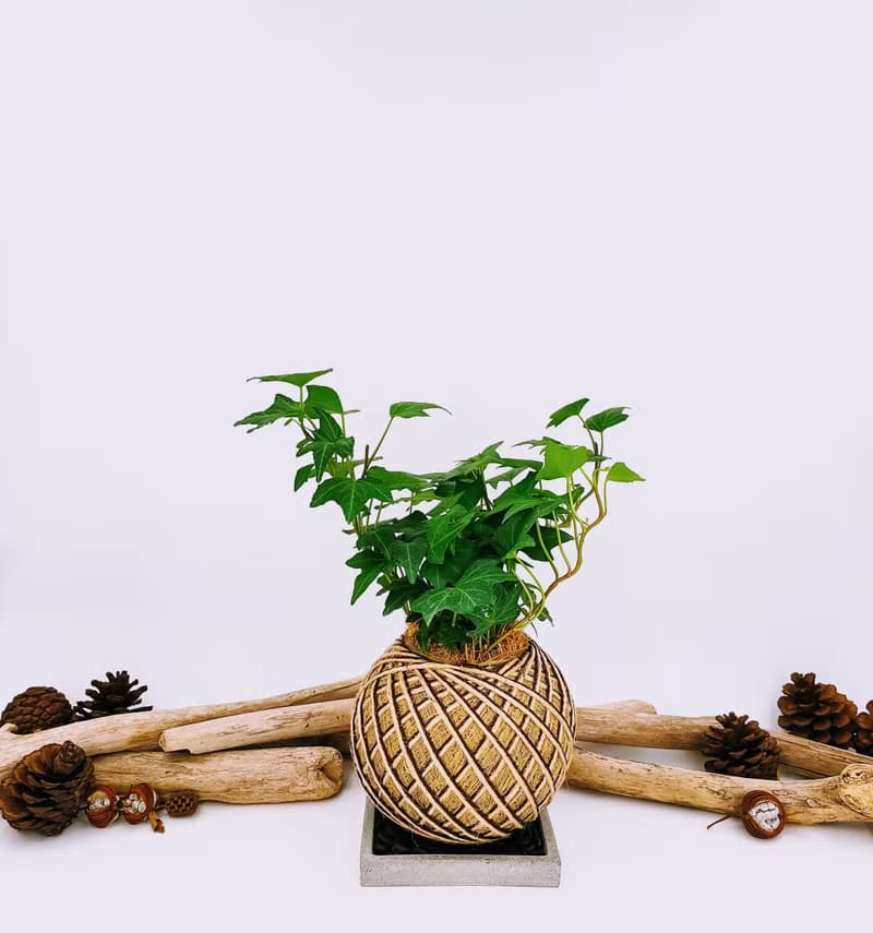 蔓綠常春藤苔球│板植│室內植物│窗邊植物│觀葉植物
