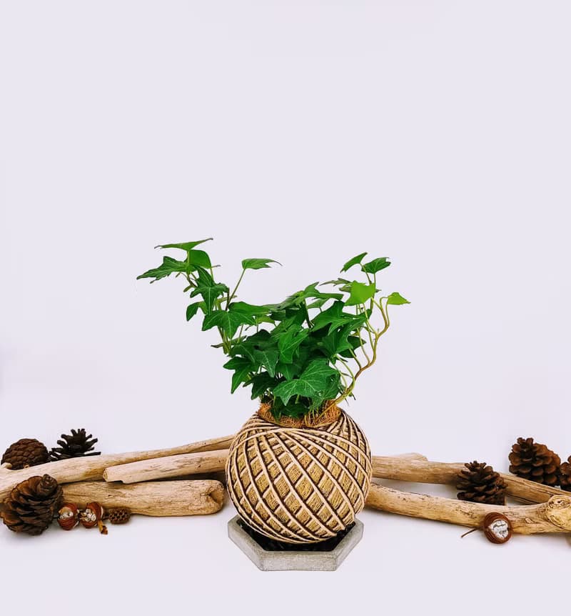 蔓綠常春藤苔球│板植│室內植物│窗邊植物│觀葉植物