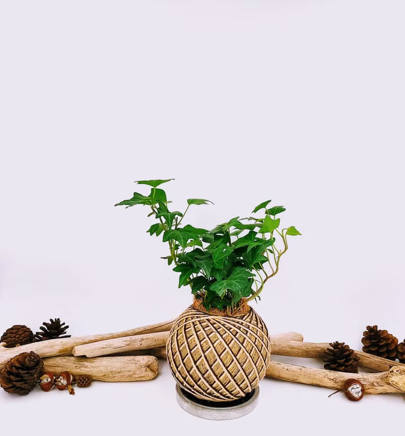 蔓綠常春藤苔球│板植│室內植物│窗邊植物│觀葉植物
