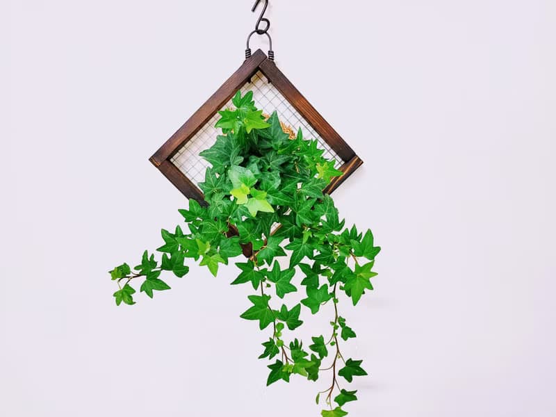 蔓綠常春藤苔球│板植│室內植物│窗邊植物│觀葉植物