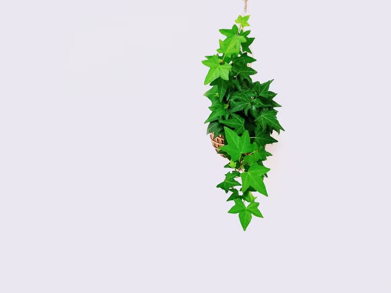 蔓綠常春藤苔球│板植│室內植物│窗邊植物│觀葉植物