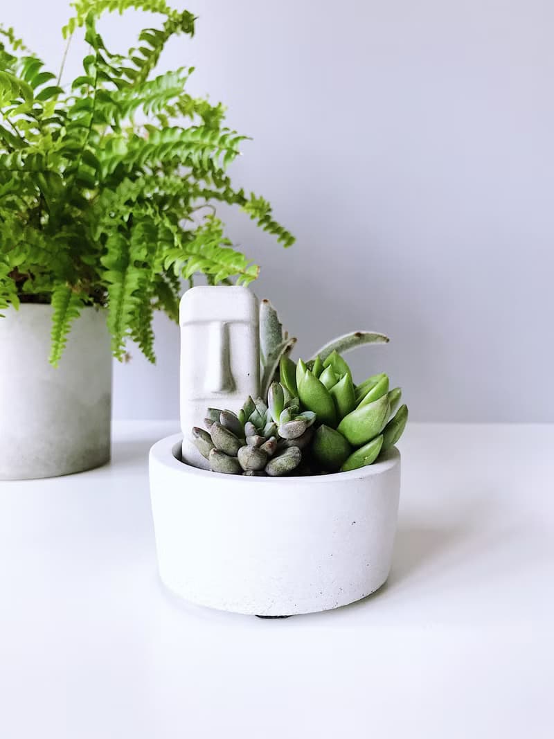 圓盆小森林-多肉植物組合水泥盆栽 送摩艾公仔.