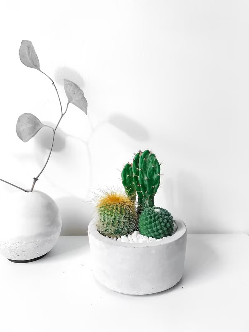 圓盆小森林-多肉植物組合水泥盆栽 送摩艾公仔.