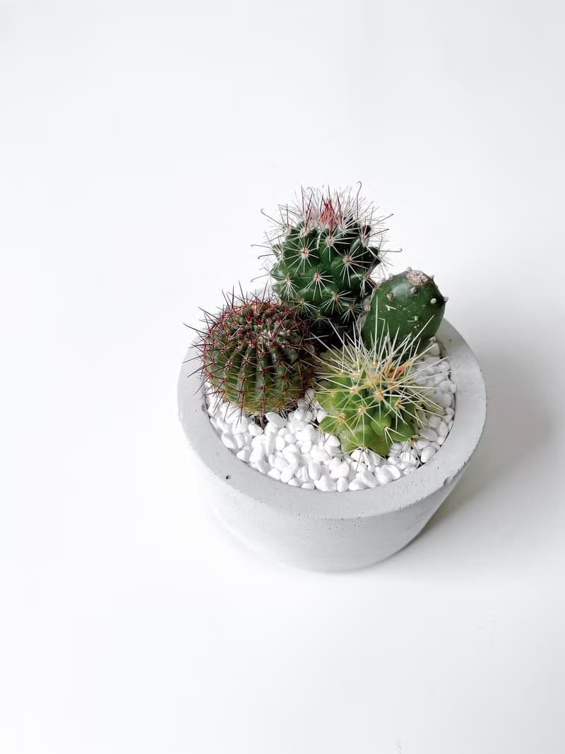 圓盆小森林-多肉植物組合水泥盆栽 送摩艾公仔.