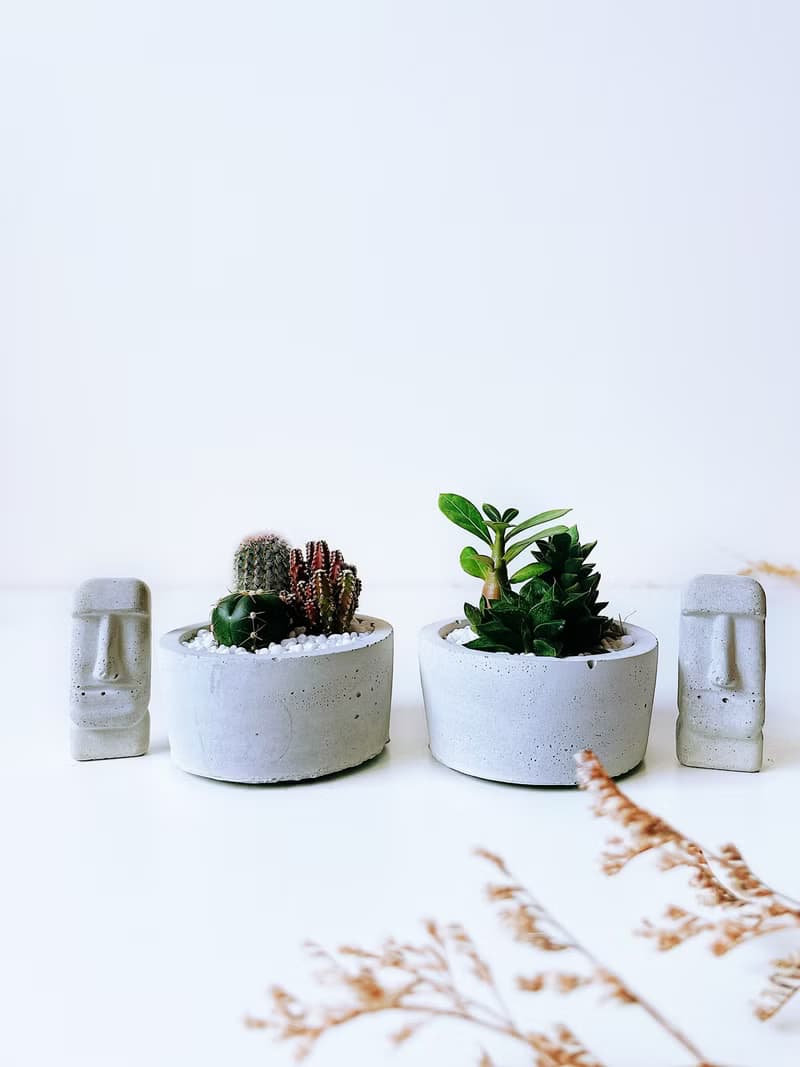 圓盆小森林-多肉植物組合水泥盆栽 送摩艾公仔.