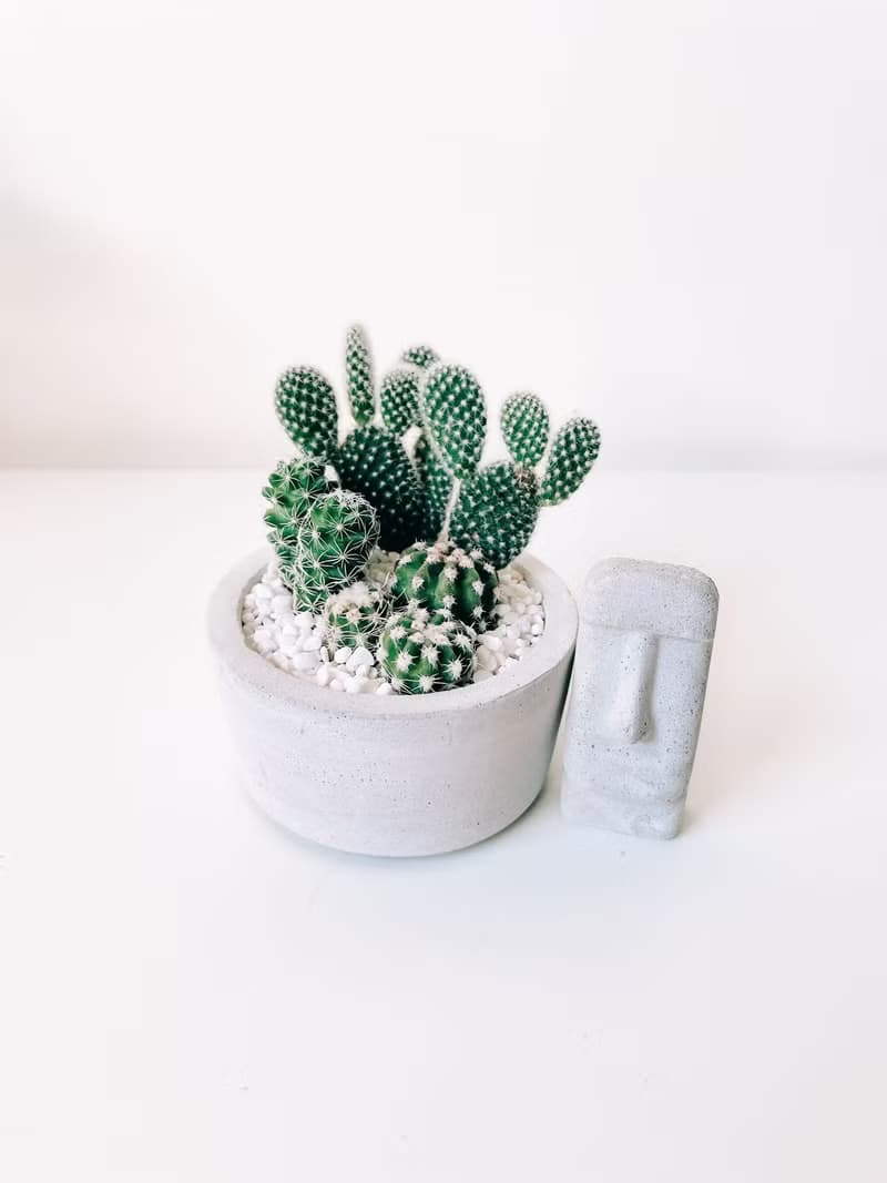 圓盆小森林-多肉植物組合水泥盆栽 送摩艾公仔.