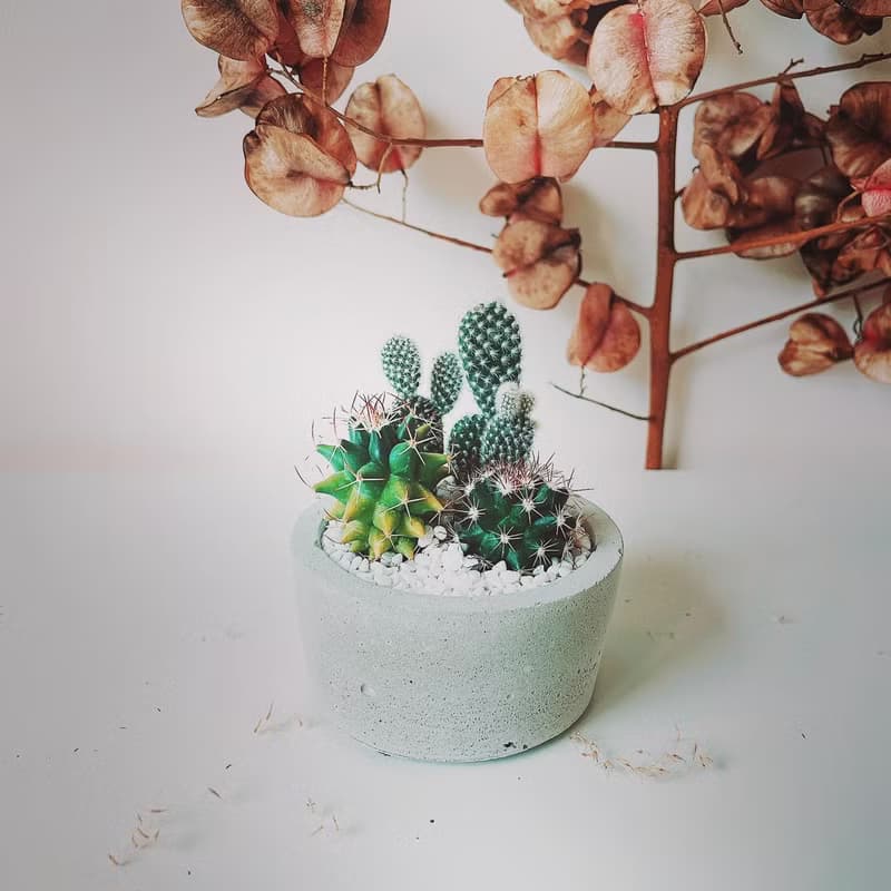 圓盆小森林-多肉植物組合水泥盆栽 送摩艾公仔.