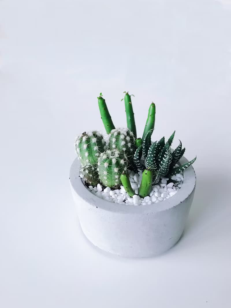 圓盆小森林-多肉植物組合水泥盆栽 送摩艾公仔.