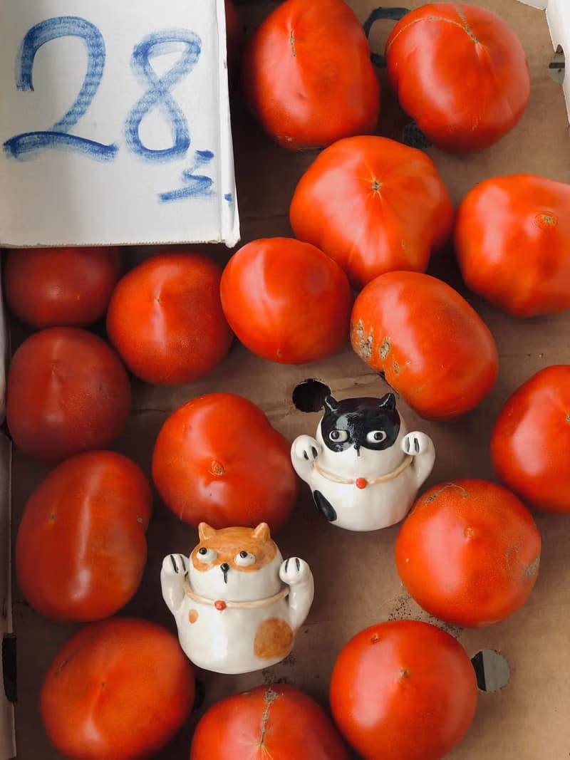 招財貓 賓士貓 橘貓