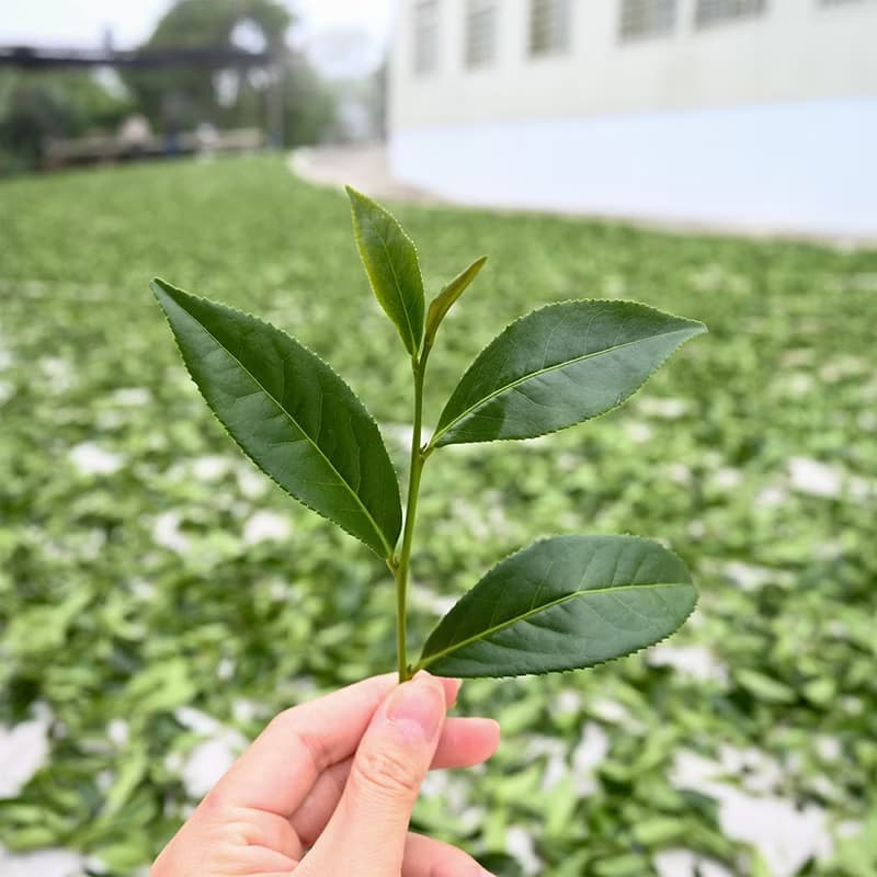 頂山梟松烏龍茶清香－台灣阿里山高山春茶(半斤/一斤)