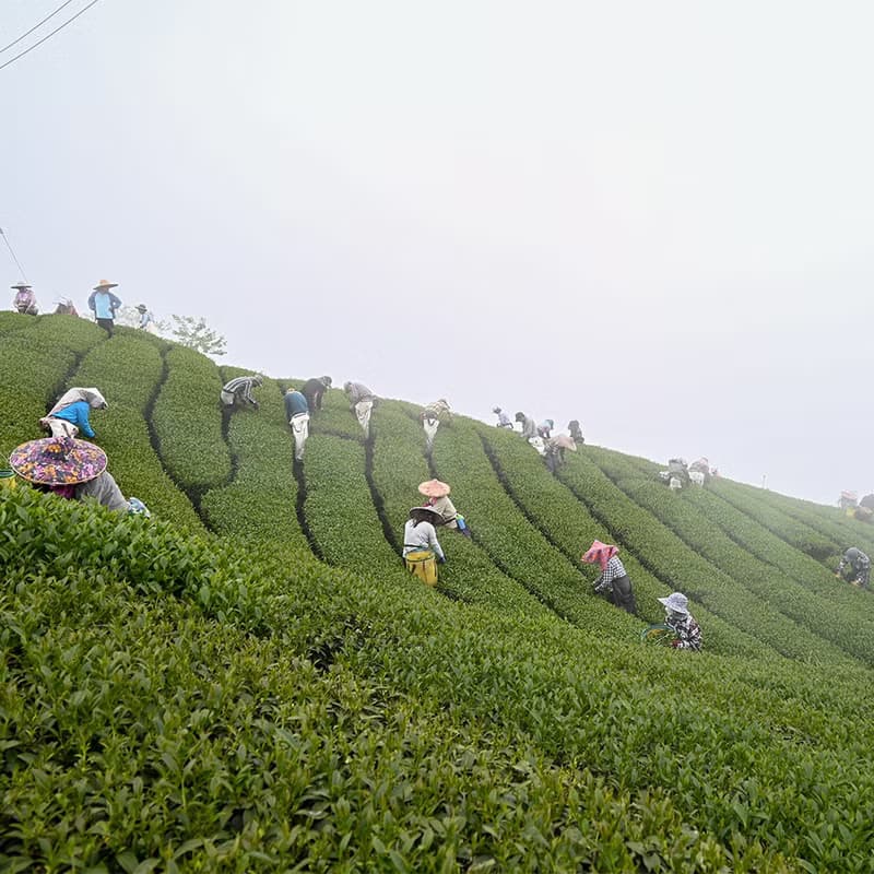 頂山梟松烏龍茶清香－台灣阿里山高山春茶(半斤/一斤)