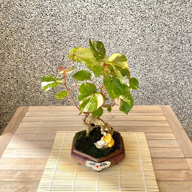 小品盆栽-斑葉黃槿 盆景 送禮