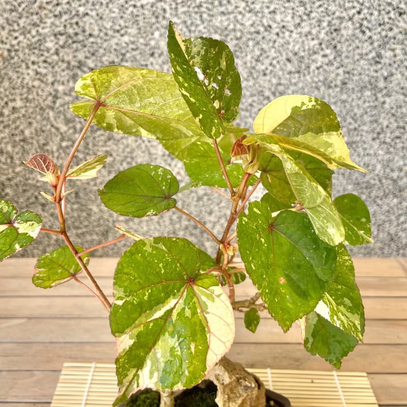 小品盆栽-斑葉黃槿 盆景 送禮