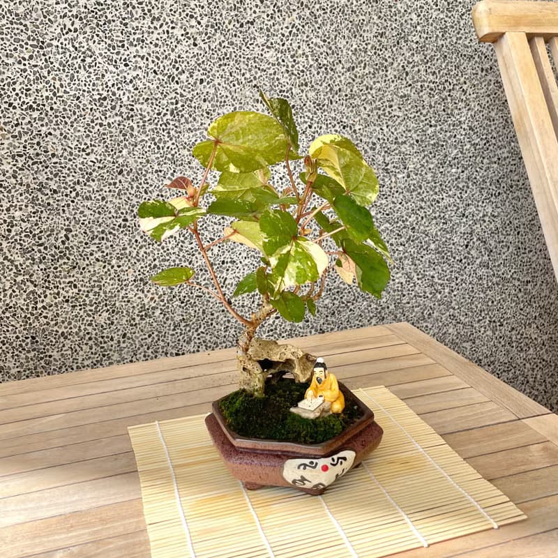 小品盆栽-斑葉黃槿 盆景 送禮
