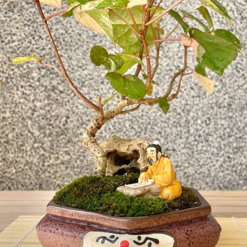 小品盆栽-斑葉黃槿 盆景 送禮
