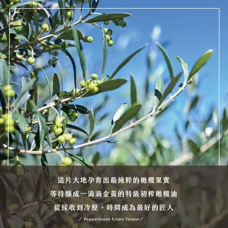 澳翠莊園 澳洲AOA金獎 特級初榨橄欖油 雙瓶禮盒 500ml二入組