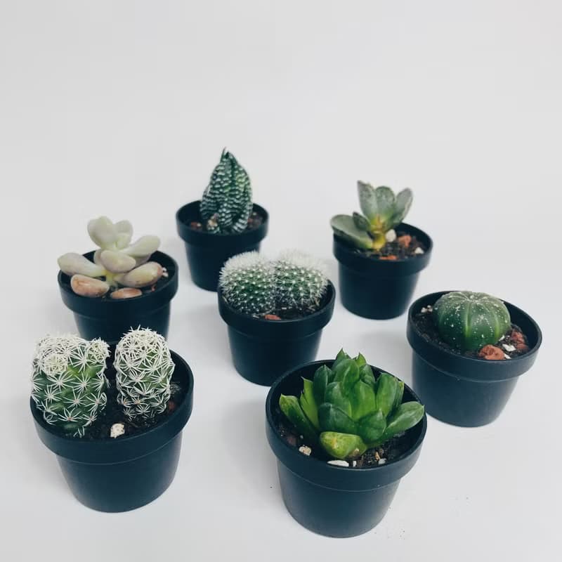 【DIY材料包】多肉植物水泥盆DIY禮盒 / 交換禮物 / 聖誕禮物