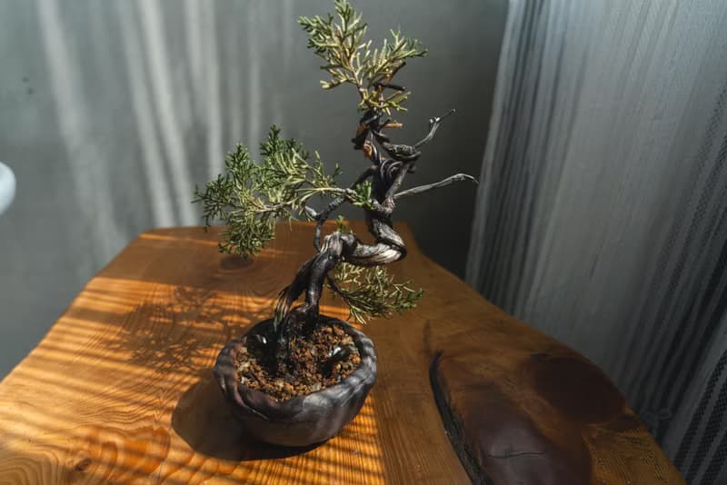 真柏文人樹 Bunjin style 糸魚川真柏 系魚川迷你盆栽