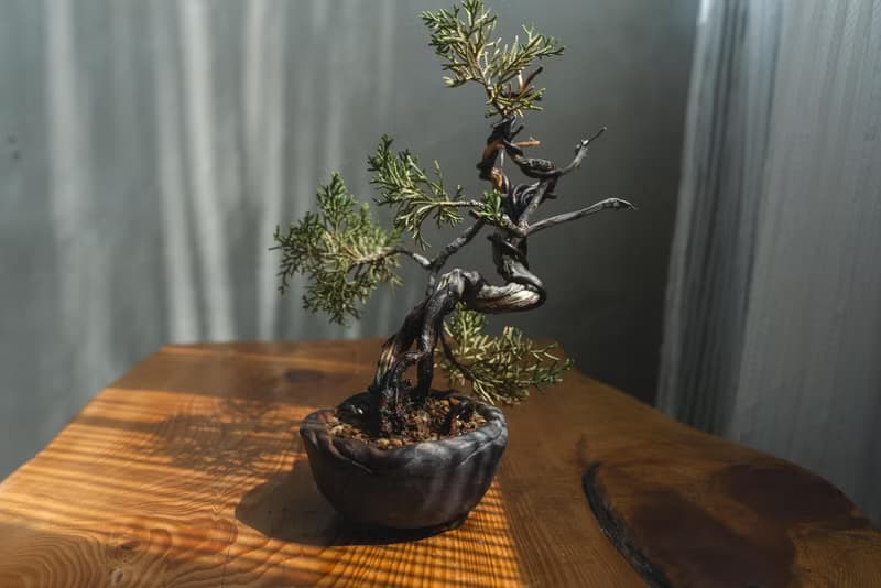 真柏文人樹 Bunjin style 糸魚川真柏 系魚川迷你盆栽