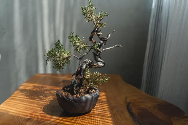 真柏文人樹 Bunjin style 糸魚川真柏 系魚川迷你盆栽
