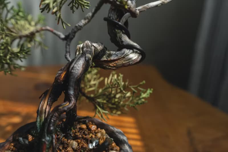 真柏文人樹 Bunjin style 糸魚川真柏 系魚川迷你盆栽