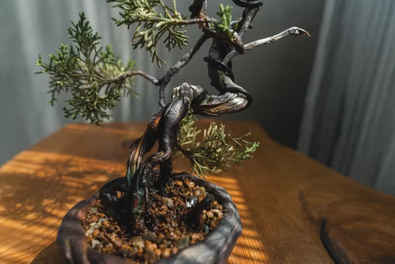 真柏文人樹 Bunjin style 糸魚川真柏 系魚川迷你盆栽