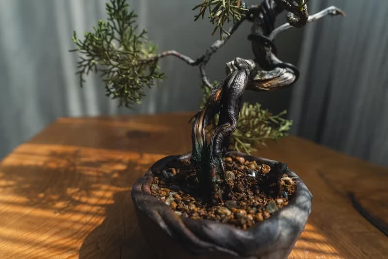 真柏文人樹 Bunjin style 糸魚川真柏 系魚川迷你盆栽
