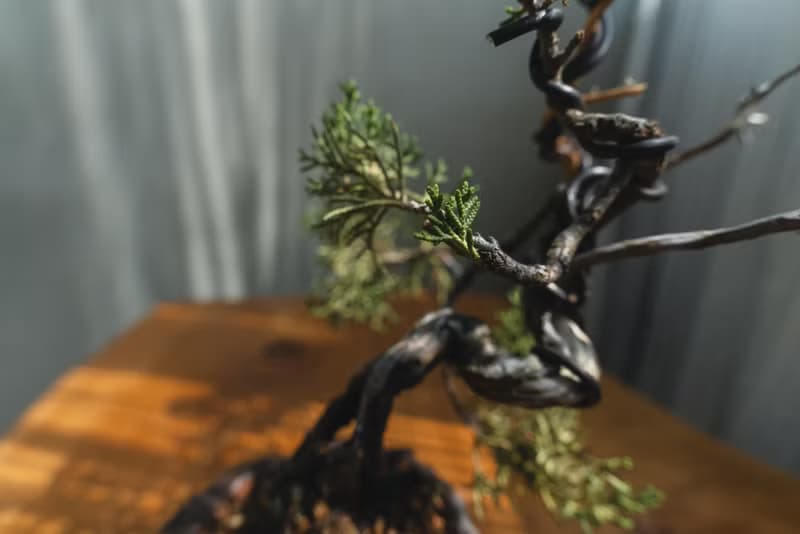 真柏文人樹 Bunjin style 糸魚川真柏 系魚川迷你盆栽