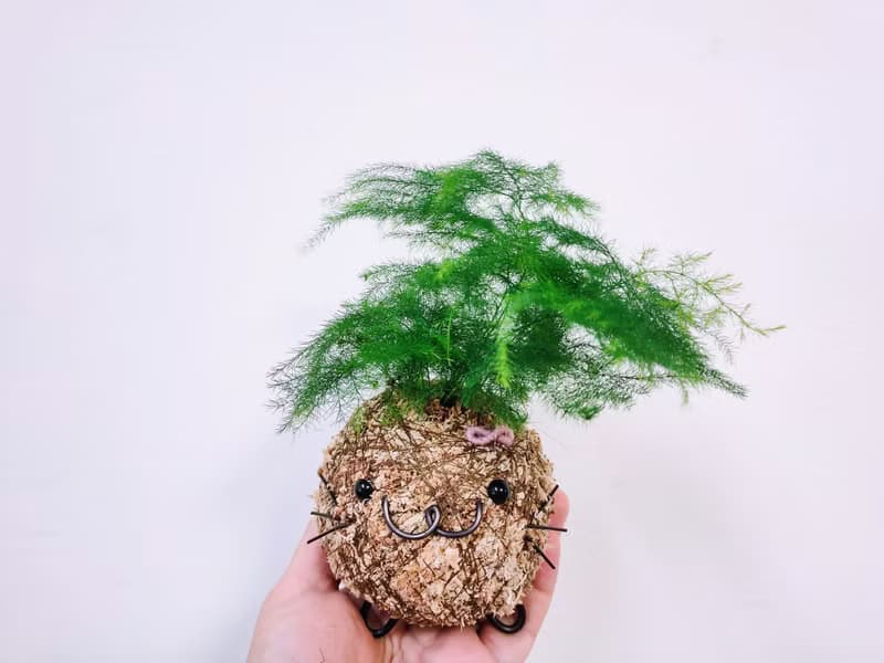 創意苔球│文竹│室內植物│窗邊植物│觀葉植物