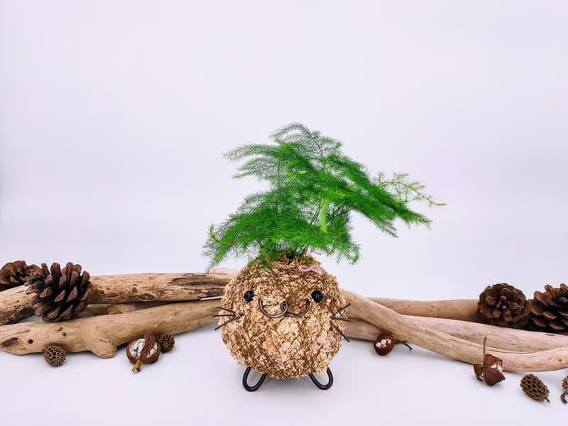 創意苔球│文竹│室內植物│窗邊植物│觀葉植物