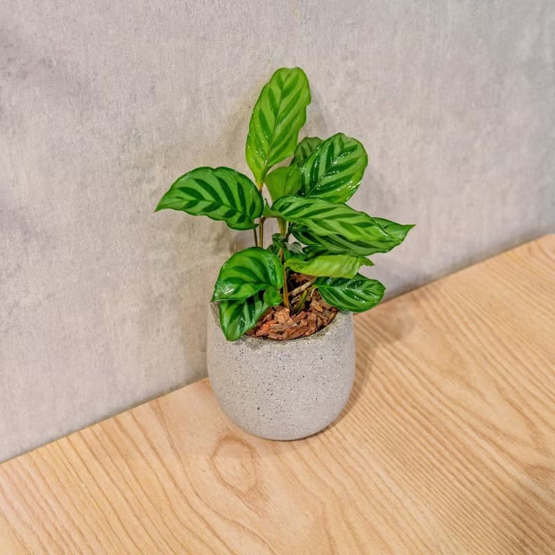 翠葉竹芋 桌上型水泥盆栽 觀葉植物 禮物 盆栽 交換禮物