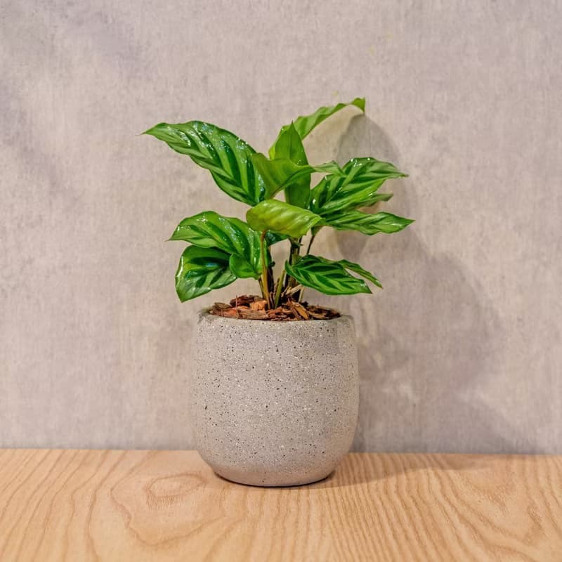 翠葉竹芋 桌上型水泥盆栽 觀葉植物 禮物 盆栽 交換禮物