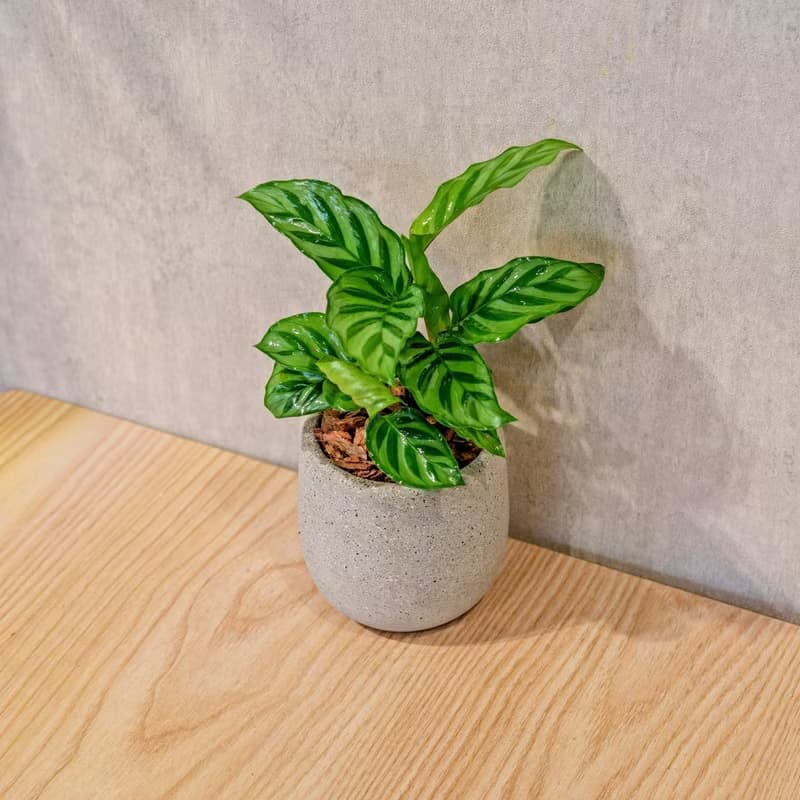 翠葉竹芋 桌上型水泥盆栽 觀葉植物 禮物 盆栽 交換禮物