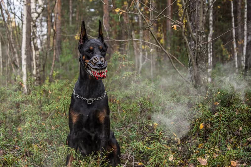 Werewolf Dog muzzle Scary Doberman muzzles Pet Gift Halloween Costume Dog Mask